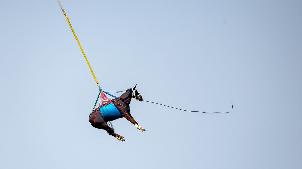 Fotky: A letí! Ve Švýcarsku testovali transport koní vrtulníkem